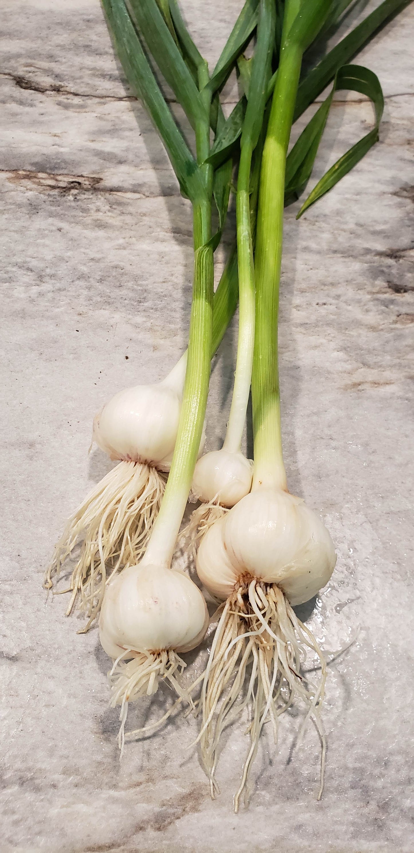 German Red Garlic Bulb