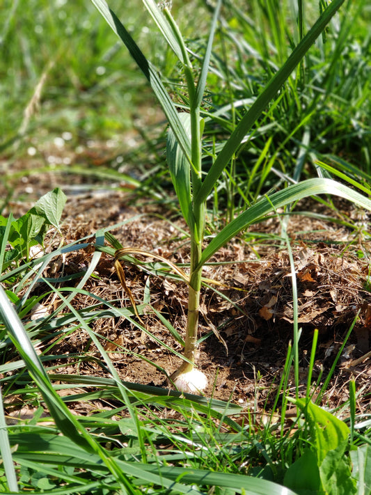 German Red Garlic Bulb